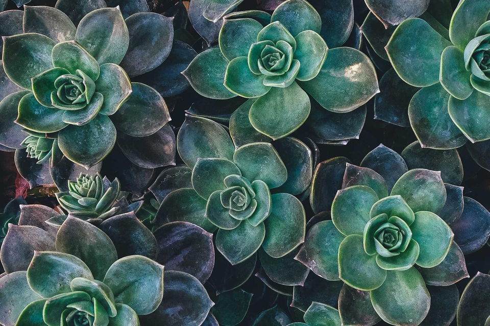 Succulent rosettes, overhead